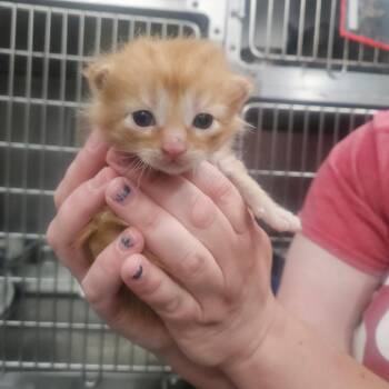 Toot Toot -  Domestic Short Hair Cat for Adoption in Idaho Falls, Idaho - Toot Toot | PetCurious