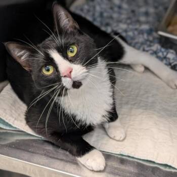 Domestic Short Hair Cats Available for Adoption in Madison, Wisconsin - Audrey Hepburn | PetCurious