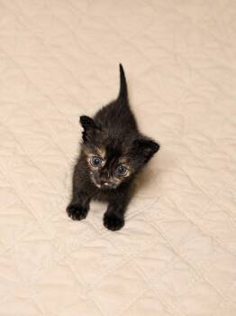Jess -  Tortoiseshell Cat for Adoption in Lodi, California - Jess | PetCurious