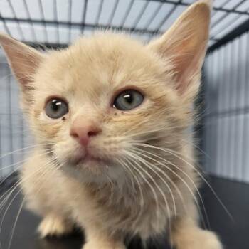 Grumpy Bear -  Domestic Short Hair Cat for Adoption in Martinsville, Virginia - Grumpy Bear | PetCurious