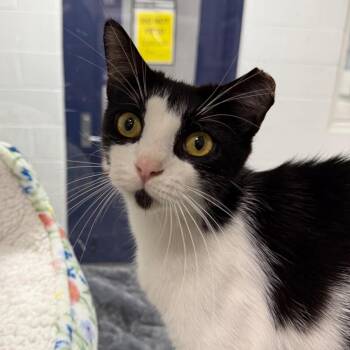 Abigail -  Domestic Short Hair Cat for Adoption in Hampton Bays, New York - Abigail | PetCurious