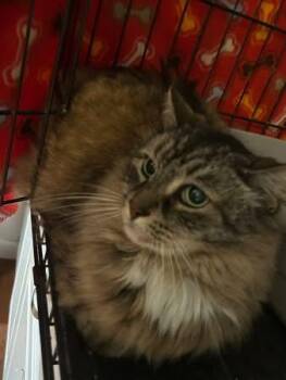 Buddy and Honey -  Domestic Long Hair Cat for Adoption in Cape May, New Jersey - Buddy And Honey | PetCurious