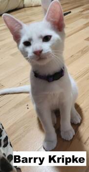 Barry -  Domestic Short Hair Cat for Adoption in Zimmerman, Minnesota - Barry | PetCurious