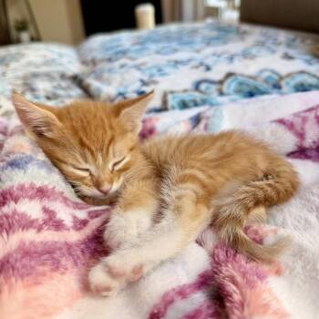 Domestic Short Hair Cats Available for Adoption in Tustin, California - Goldie | PetCurious