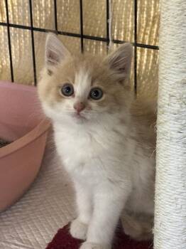 Rokee -  Domestic Long Hair Cat for Adoption in Midland, Michigan - Rokee | PetCurious