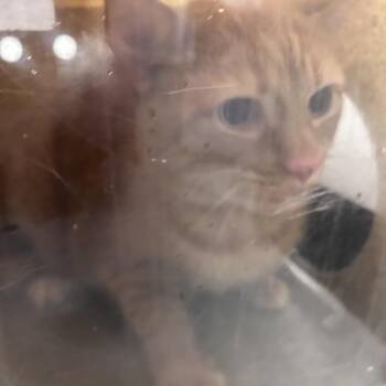 Ari -  Domestic Short Hair Cat for Adoption in Philadelphia, Pennsylvania - Ari | PetCurious