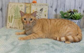 Domestic Short Hair Cats Available for Adoption in Roanoke, Texas - Carlisle | PetCurious