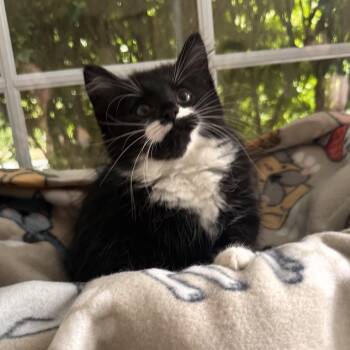 EMERALD -  Domestic Medium Hair Cat for Adoption in East Greenwich, Rhode Island - EMERALD | PetCurious