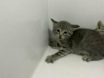 Clyde -  Domestic Medium Hair and Domestic Short Hair Cat for Adoption in Atlanta, Georgia - Clyde | PetCurious