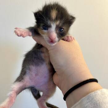 Countess Whiskerpuff -  Domestic Short Hair Cat for Adoption in Mt. Juliet, Tennessee - Countess Whiskerpuff | PetCurious