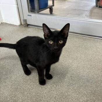 Head of Household -  Domestic Short Hair Cat for Adoption in Carencro, Louisiana - Head Of Household | PetCurious