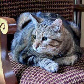 Domestic Short Hair Cats Available for Adoption in Woodinville, Washington - Leon | PetCurious