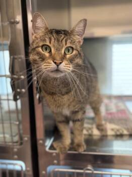 Tinkles -  Domestic Short Hair Cat for Adoption in Stratham, New Hampshire - Tinkles | PetCurious