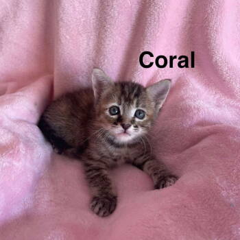 Rescue Tabby and Domestic Short Hair Cats for Adoption in St. George, Utah - Coral | PetCurious