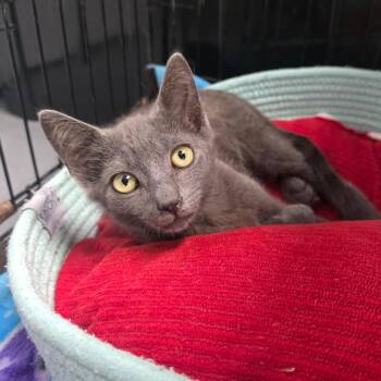 Ram -  Domestic Short Hair Cat for Adoption in Duncan, Oklahoma - Ram | PetCurious