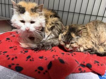 Papaya & Pumpkin Spice -  Calico Cat for Adoption in Las Vegas, New Mexico - Papaya & Pumpkin Spice | PetCurious