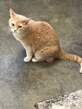 Rescue American Shorthair Cats for Adoption in Bartlesville, Oklahoma - Tango | PetCurious