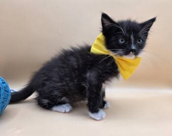 Domestic Medium Hair and Tuxedo Cats Available for Adoption in Magnolia Springs, Alabama - Petri | PetCurious