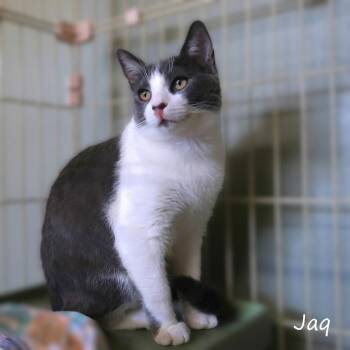 Domestic Short Hair Cats Available for Adoption - Jaq | PetCurious