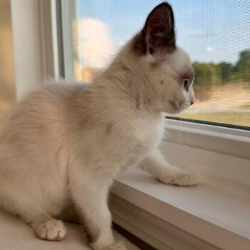 Mallow -  Siamese Cat for Adoption in Cincinnati, Ohio - Mallow | PetCurious