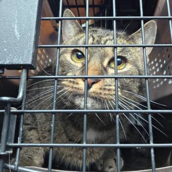 Rescue Domestic Long Hair Cats for Adoption in Abingdon, Maryland - 0121-18 Nyla | PetCurious