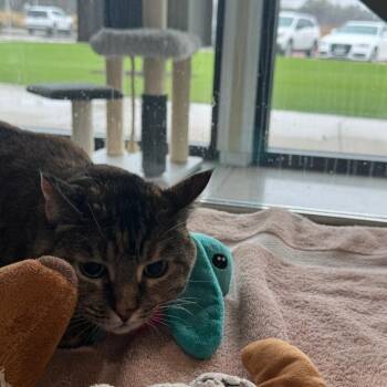 Domestic Short Hair Cats Available for Adoption - Strawberry | PetCurious