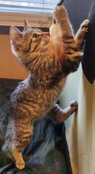 Domestic Short Hair Cats Available for Adoption - Shy | PetCurious
