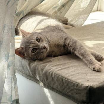 Domestic Short Hair Cats Available for Adoption - Ladybug | PetCurious