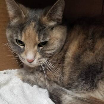 Domestic Short Hair Cats Available for Adoption in Taos, New Mexico - Cassie | PetCurious