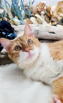 Domestic Medium Hair Cats Available for Adoption - Stanley | PetCurious