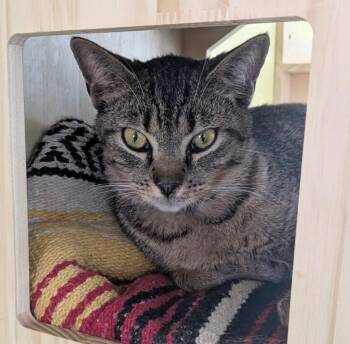 Domestic Short Hair Cats Available for Adoption in Gorham, Maine - Big John | PetCurious