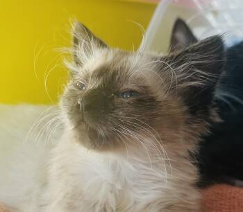 Rescue Domestic Short Hair Cats for Adoption in Hickory, North Carolina - Moonracer | PetCurious