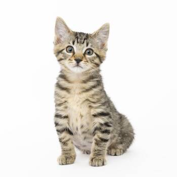 Bubbles -  Domestic Short Hair Cat for Adoption in Franklin, Tennessee - Bubbles | PetCurious