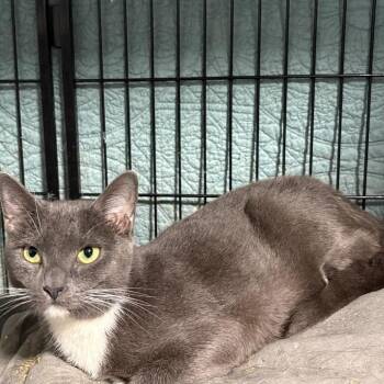 eveleen -  Domestic Short Hair Cat for Adoption in Fredericksburg, Virginia - Eveleen | PetCurious