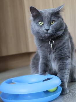 Domestic Medium Hair Cats Available for Adoption in Montreal, Quebec - Leo III | PetCurious