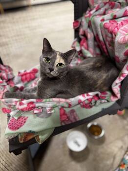 Domestic Short Hair Cats Available for Adoption in Mineral Point, Wisconsin - Sunny | PetCurious