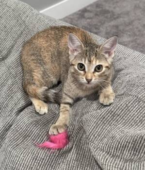Rose -  Domestic Short Hair Cat for Adoption in Lincoln, Nebraska - Rose | PetCurious