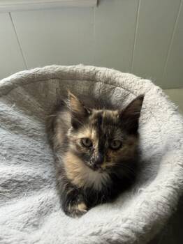 Jasmine -  Domestic Long Hair Cat for Adoption in East Greenville, Pennsylvania - Jasmine | PetCurious