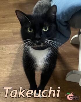 Takeuchi -  Domestic Short Hair Cat Available for Adoption in Douglasville, Georgia - Takeuchi | PetCurious