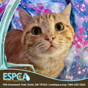 Rescue Domestic Short Hair Cats for Adoption in Enid, Oklahoma - Bert | PetCurious