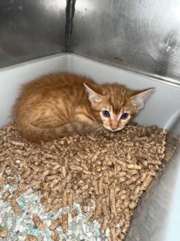 Axel -  Domestic Short Hair Cat Available for Adoption in Bossier City, Louisiana - Axel | PetCurious
