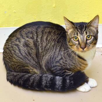 Puma -  Domestic Short Hair and Tabby Cat for Adoption in Sanford, Florida - Puma | PetCurious