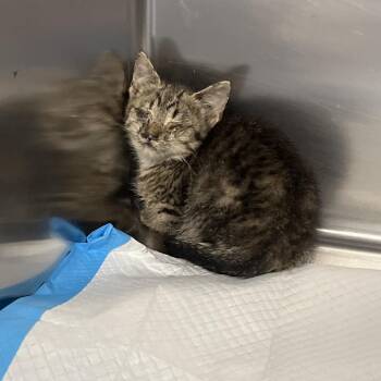 Binx -  Domestic Short Hair Cat for Adoption in Greensboro, North Carolina - Binx | PetCurious