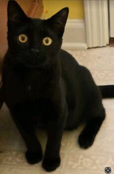 Rescue Bombay and Domestic Short Hair Cats for Adoption in Douglasville, Georgia - Midnight Ryder | PetCurious