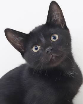 Bombay Cats Available for Adoption in Bedford Hills, New York - Cosmo Is The ULTIMATE Lover!  Perfect Doll Boy! | PetCurious