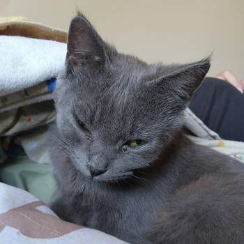 Domestic Short Hair Cats Available for Adoption in Bentonville, Arkansas - Ericka | PetCurious