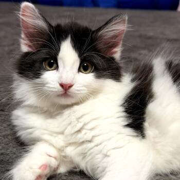 Domestic Medium Hair Cats Available for Adoption in Lakewood, California - Itty Bitty | PetCurious