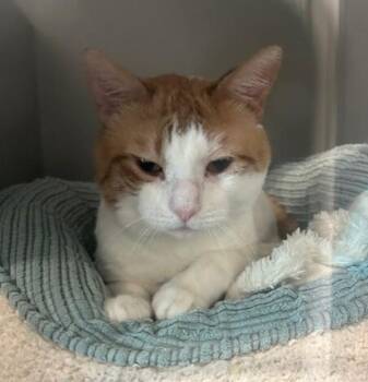 Coco -  Domestic Short Hair Cat for Adoption - Coco | PetCurious