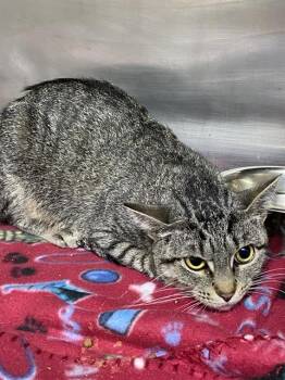 Rescue Domestic Short Hair Cats for Adoption in Pasadena, Texas - PEPPER | PetCurious