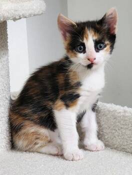 Charlotte ( Available for pre-adoption) -  Domestic Short Hair Cat for Adoption in PORT WENTWRTH, Georgia - Charlotte ( Available For Pre-adoption) | PetCurious
